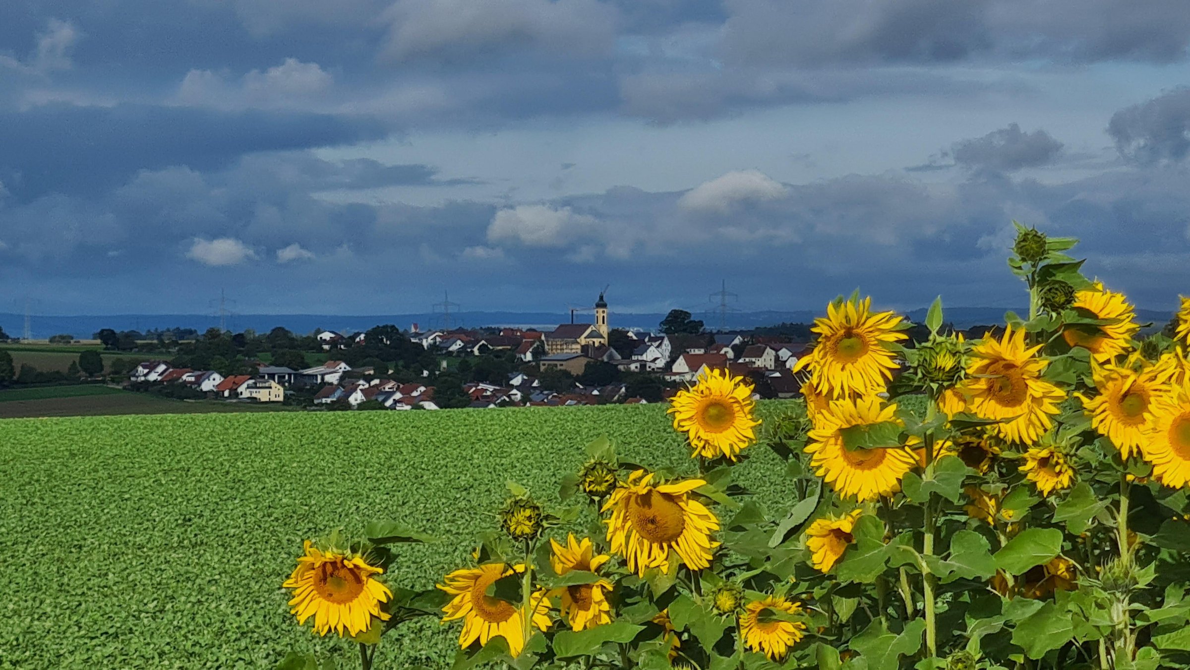 Sonnenblumen und Blick auf Schnürpflingen